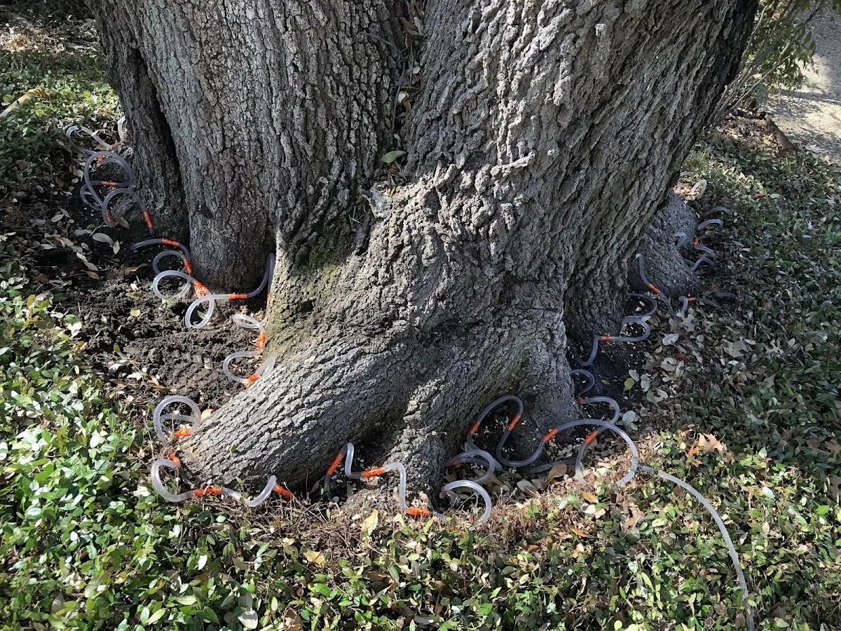 Detailed Tree Cabling and Bracing job site in Saint Helena Island