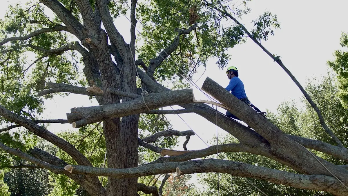 Professional Hazardous Tree Removal performed by certified arborists in Saint Helena Island