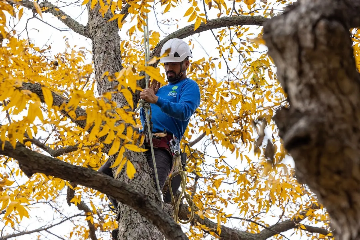 Skilled Tree Pruning crew working in Saint Helena Island