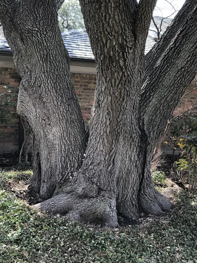 Mature heritage tree close to a Saint Helena Island property cared for by certified arborists